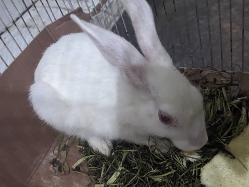 Rabbit Pair 2