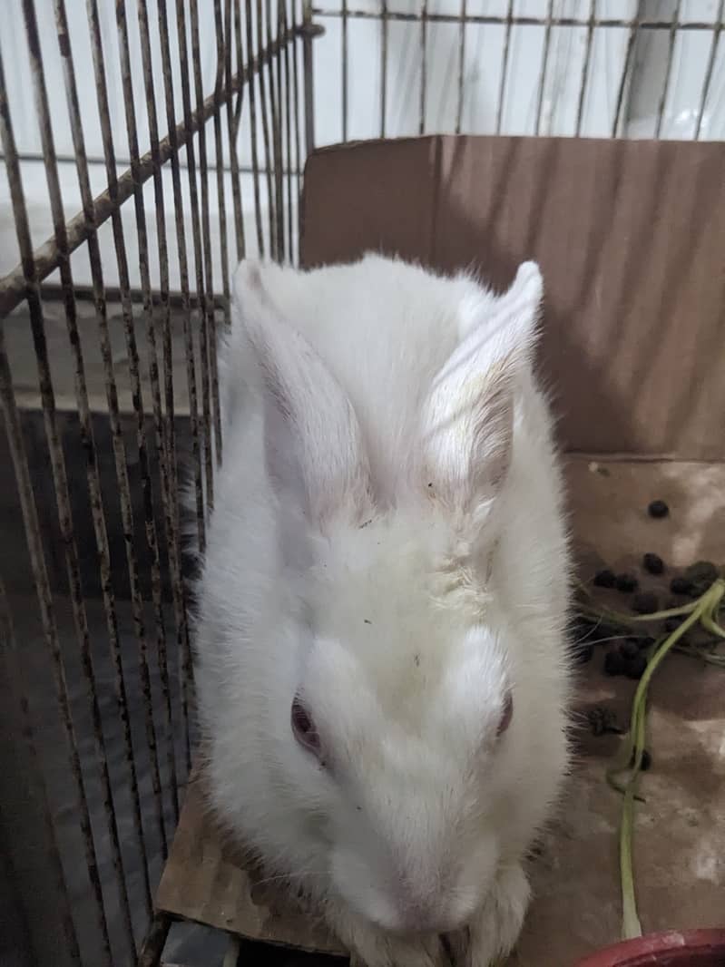Rabbit Pair 3