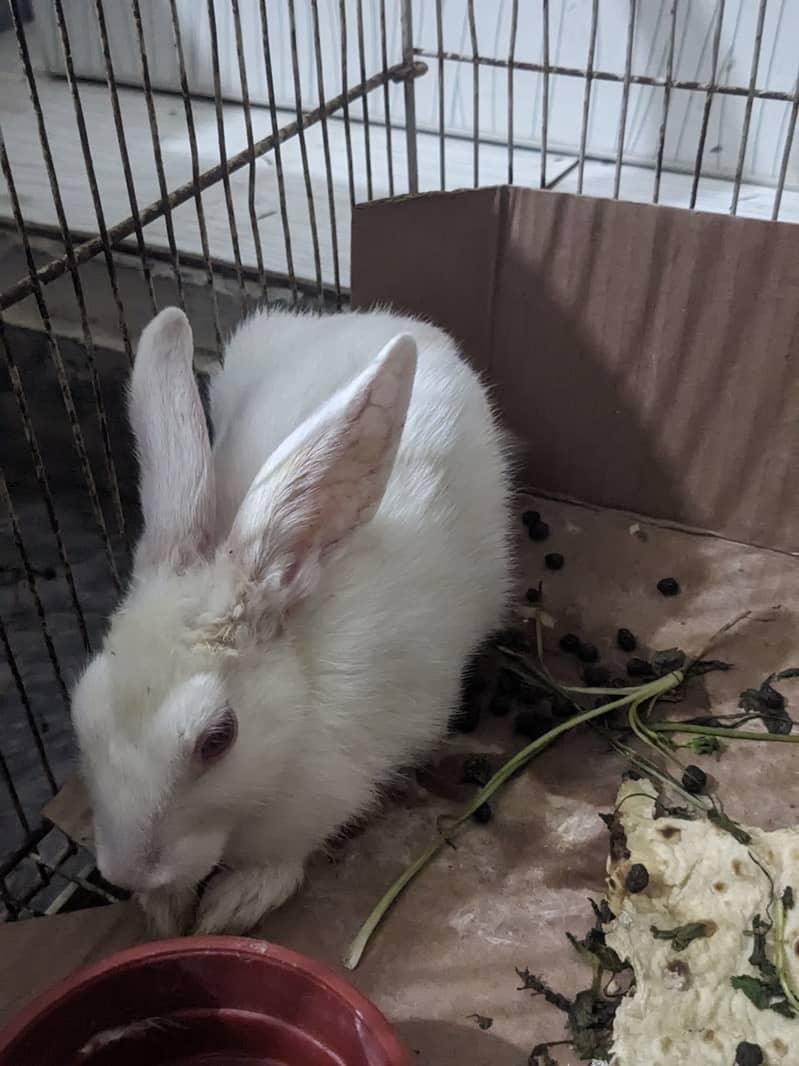 Rabbit Pair 4