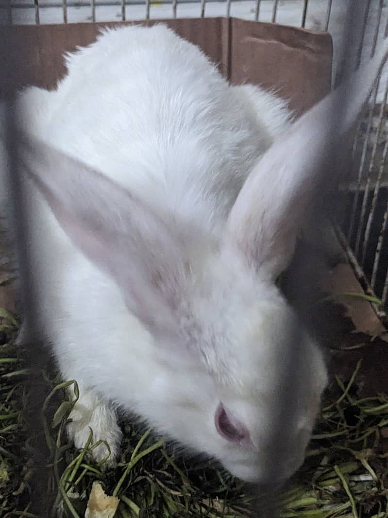 Rabbit Pair 5