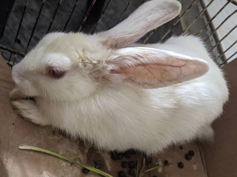 Rabbit Pair 6