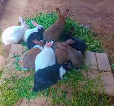 Rabbit all colours sizes and genders