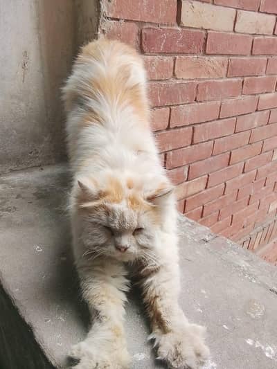 I am here to sell this cat