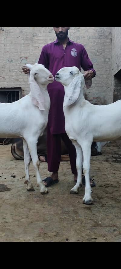 Bakra