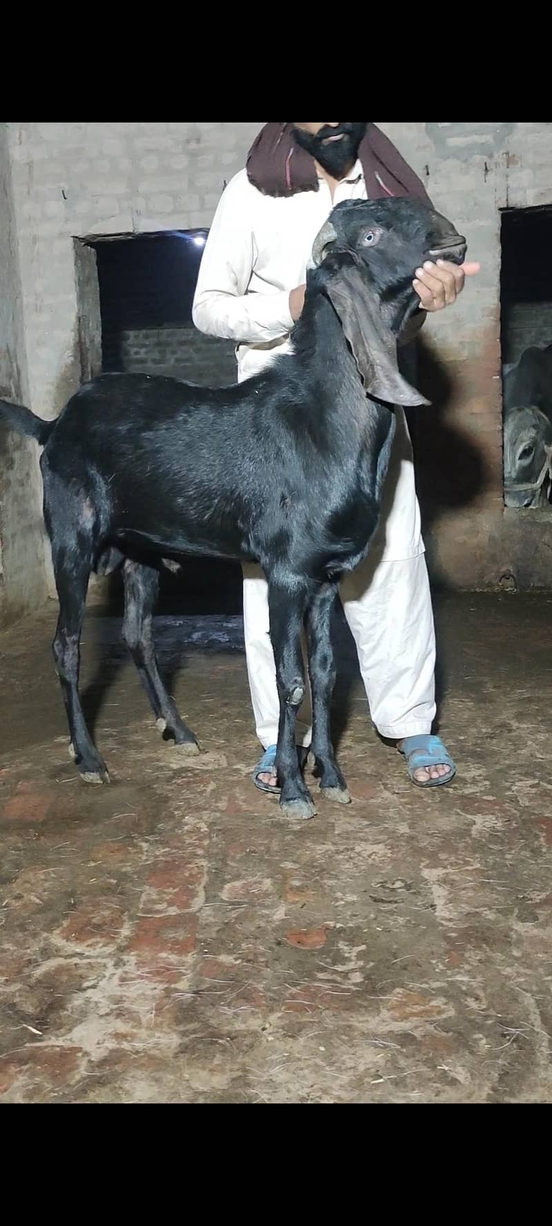 Bakra 1