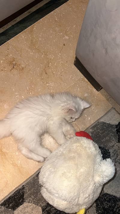 Persian cat