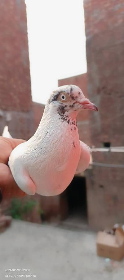Female