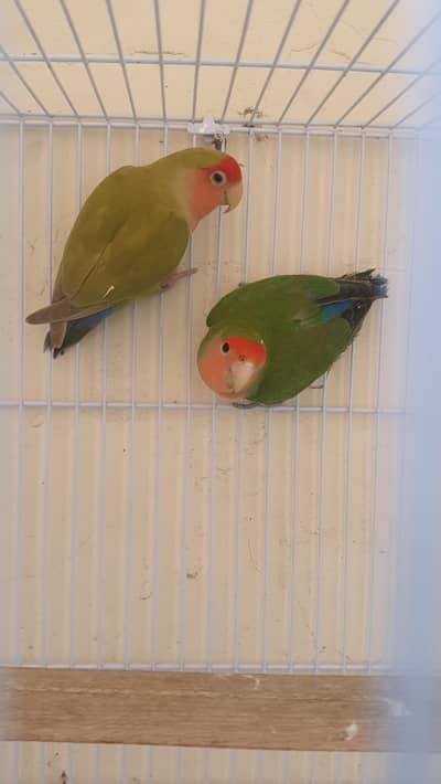 Rozi coli pair with Brand new cage