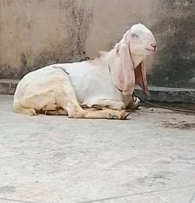 ghasi rajanpuri frash 2 dant