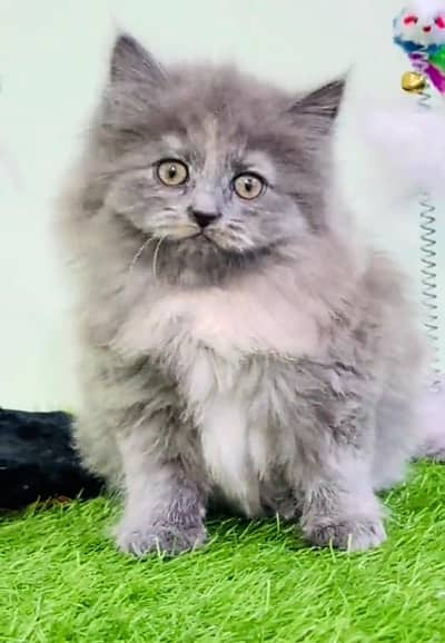 Persian cat triple cod for sale,my WhatsApp 03464644037