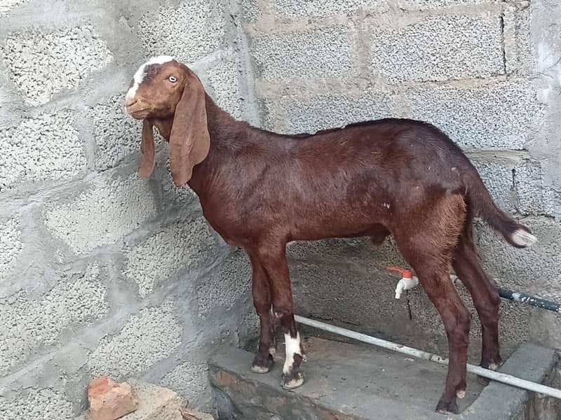 قربانی والے بکرے 1