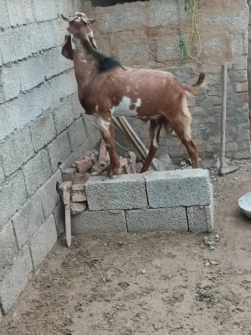 قربانی والے بکرے 2