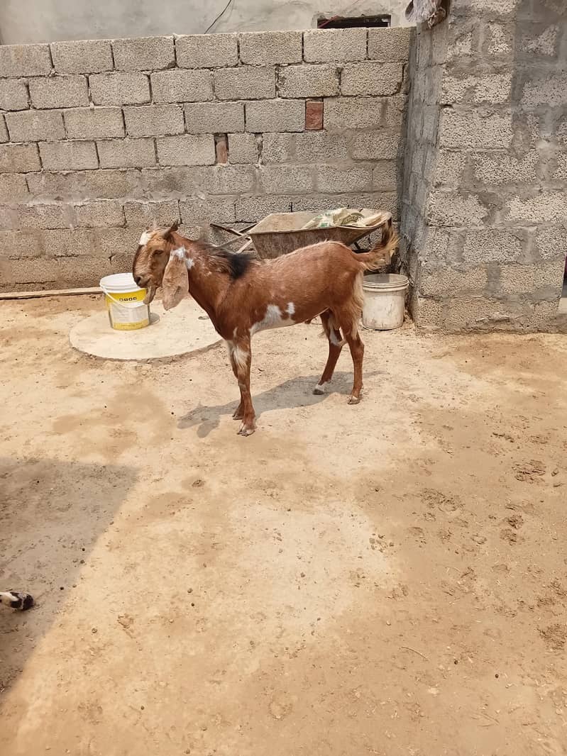 قربانی والے بکرے 3