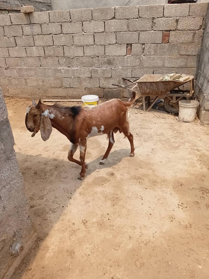 قربانی والے بکرے 4