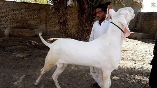 2 Dant Bakra For Sale call _03246711890