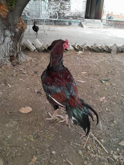 High Quality Aseel breeder pair and pathe