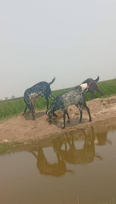 qurbani ka Bakra for sale my WhatsAppO325-19/23/475