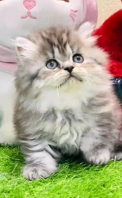 Persian cat triple cod for sale,my WhatsApp 03464644037