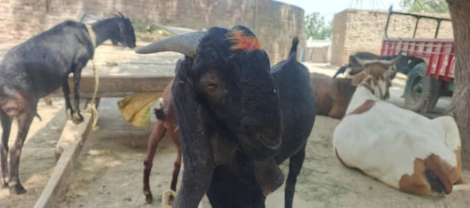 desi bakra for sale