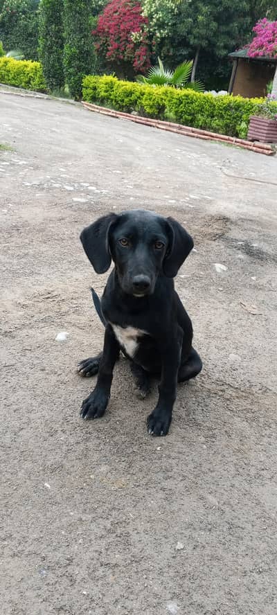 Black labra female dog