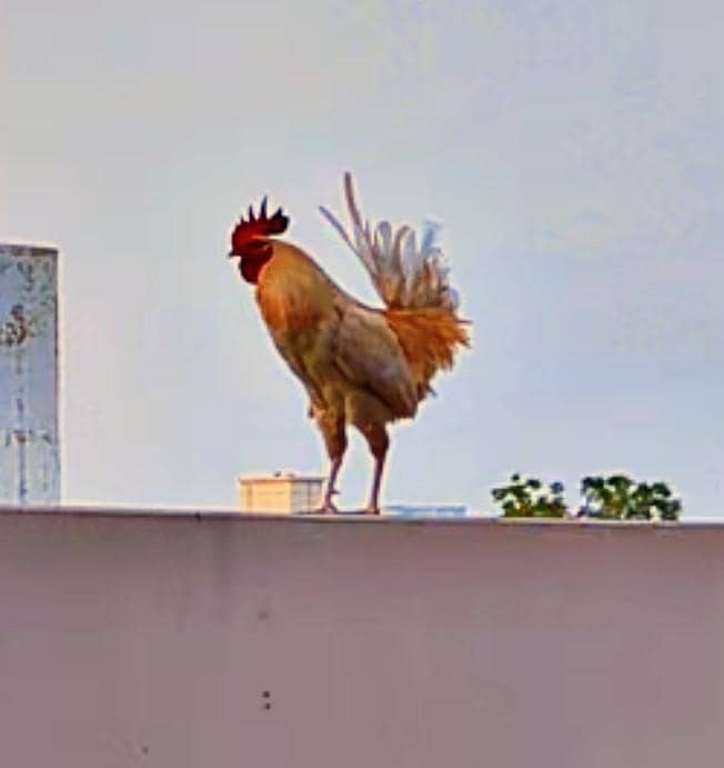 WHITE MURGA 1