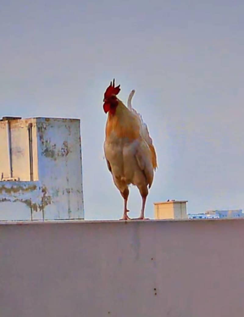 WHITE MURGA 2