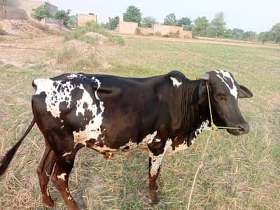 For sale 2 dant h dant abhi giray ni hain full hill rhay hn