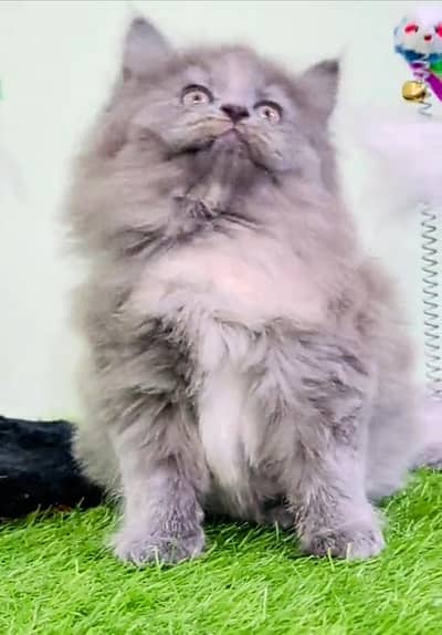 Persian cat triple cod for sale,my WhatsApp 03265565734