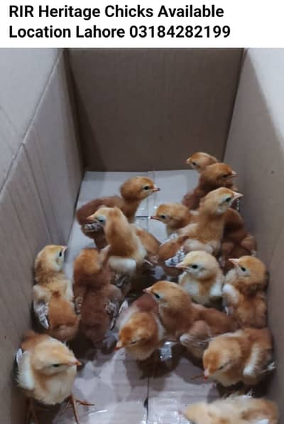 RIR Heritage Chicks