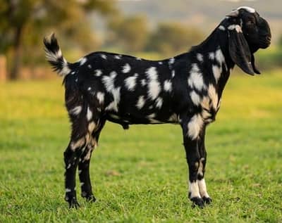 Qurbani Goats bakray