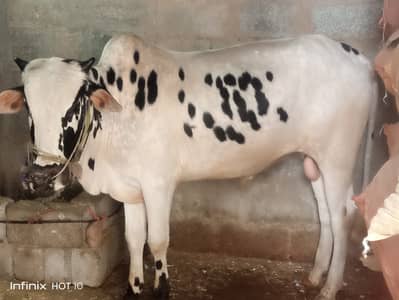 Premium Qurbani Bull | Wacha | Bachra | Qurbani 2026 | bull for sale