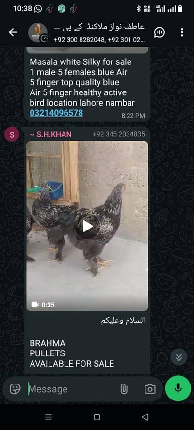 MULTIPLE BREEDS FANCY HENS  & EGGS