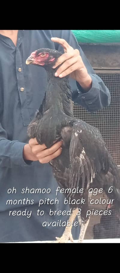 aseel shamo ,aseel hens , hens