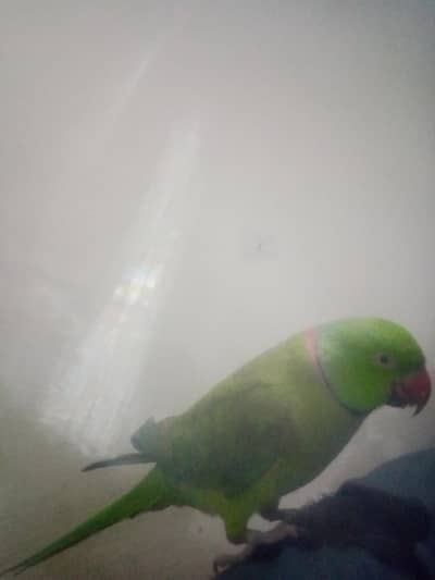 Paroot for Sale Urgent