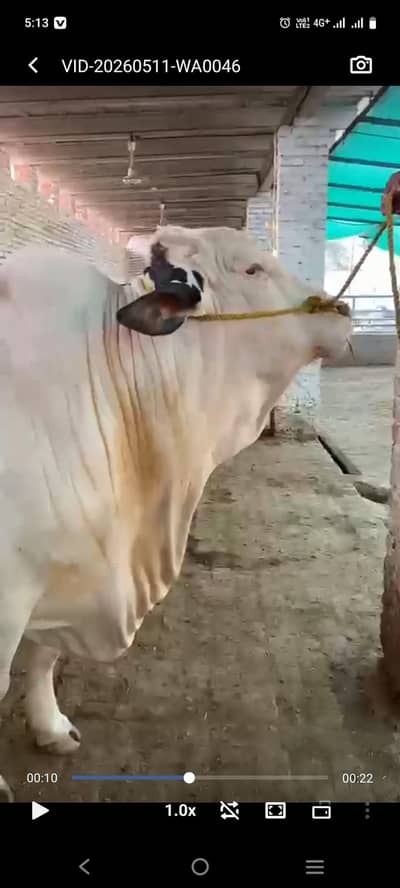 mashallah