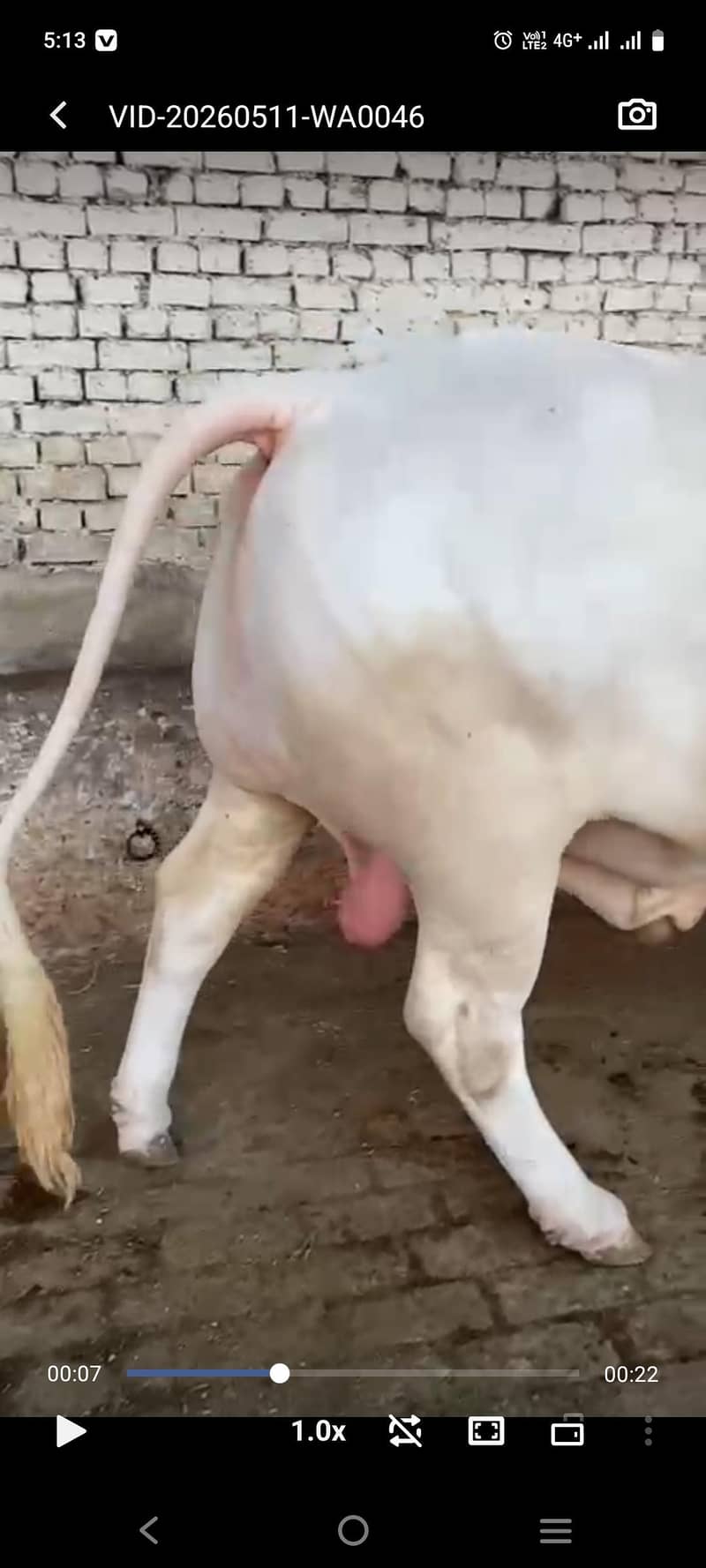 mashallah 1
