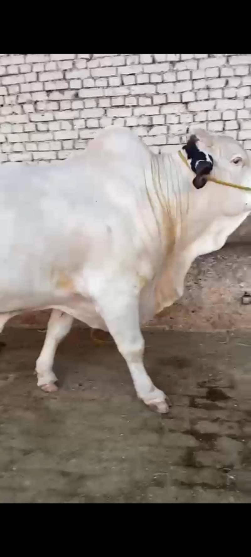mashallah 2