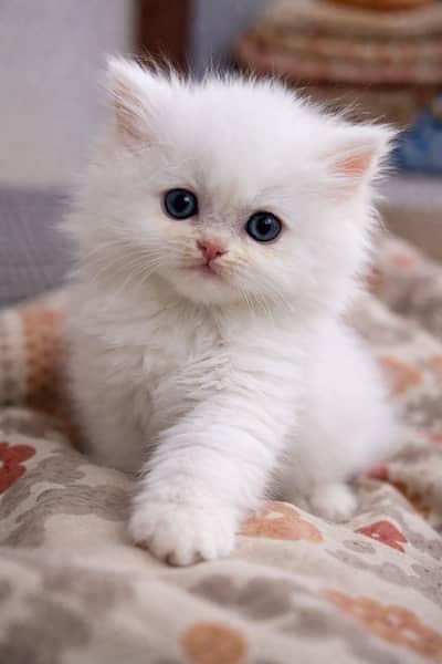 kittens for sale