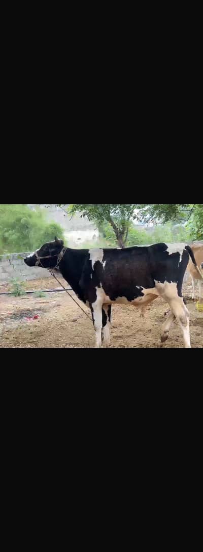 freezian wacha for sale qurbani