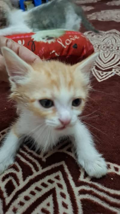 kitten one month for adoption