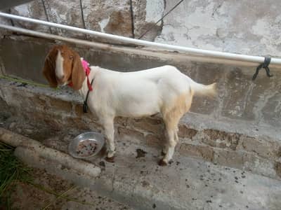 2 dant khasi bakra