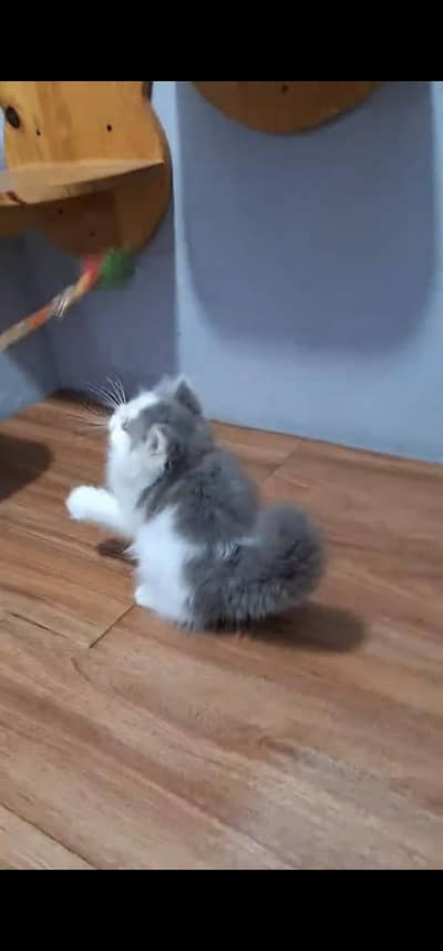 Quality Persian Punchface cat & kitten. moreWhatsApp 03233614642