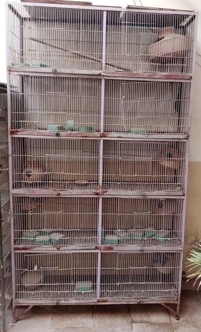 birds cage