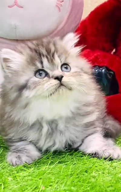 Persian cat triple cod for sale,my WhatsApp 03464644037