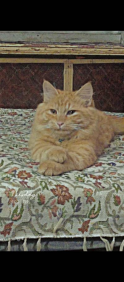 Male cat for sale 7 to 8 month