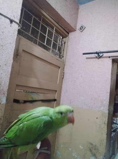 very beautiful parrot