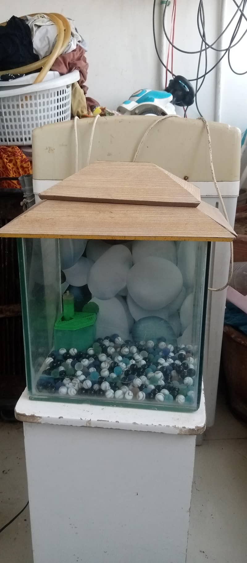 fish equrium small 1