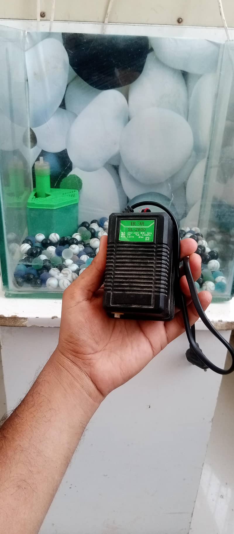 fish equrium small 3