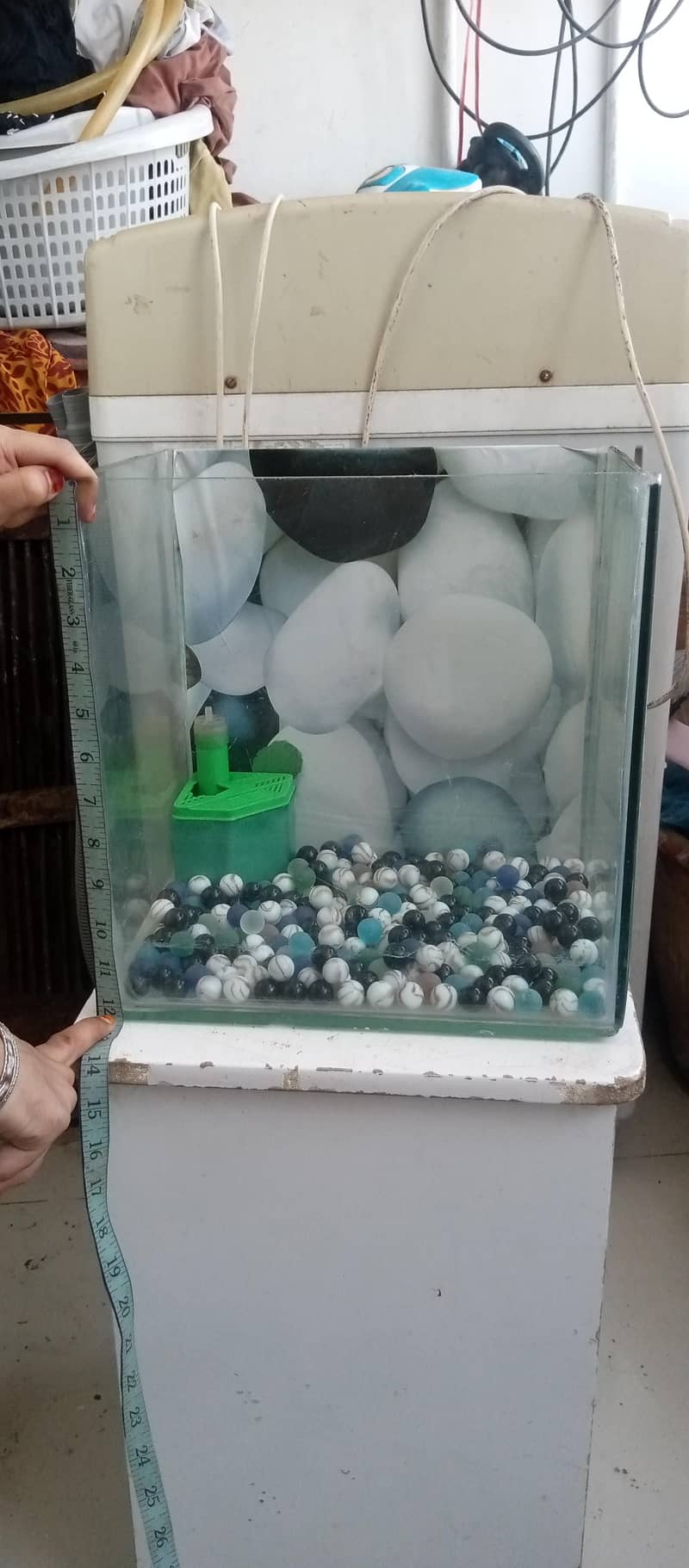 fish equrium small 5