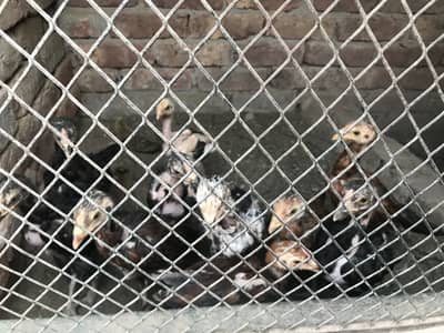 Aseel chicks for sale